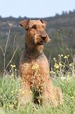 AIREDALE TERRIER 182